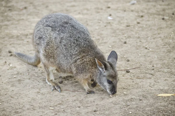 Tammar wallaby 먹는 — 스톡 사진