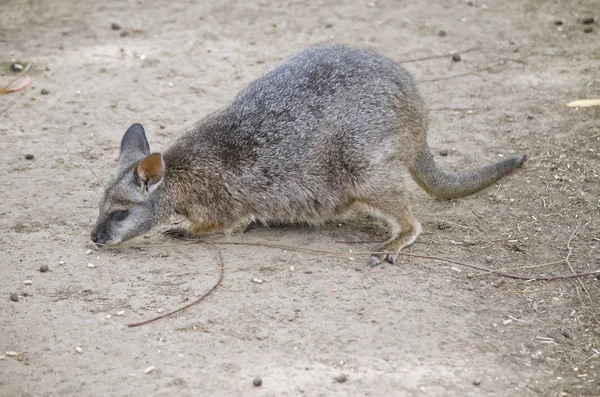 tammar kanguru yakın çekim 