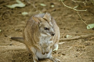 Parma kanguru yakın çekim 