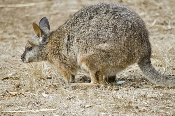 Tammar wallaby를 닫습니다. — 스톡 사진