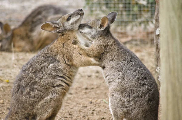 Due wallaby tammar — Foto Stock