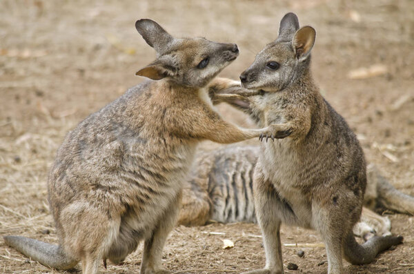 two tammar wallabies