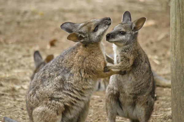 Due wallaby tammar — Foto Stock