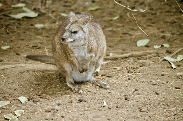 Parme wallaby recherche — Photo