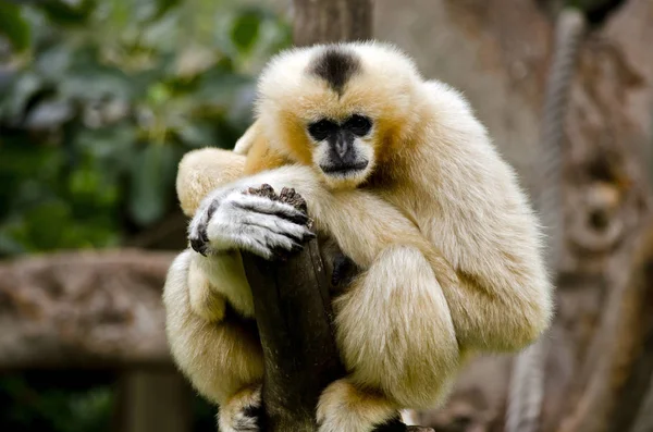 Bílými tvářemi gibbon — Stock fotografie