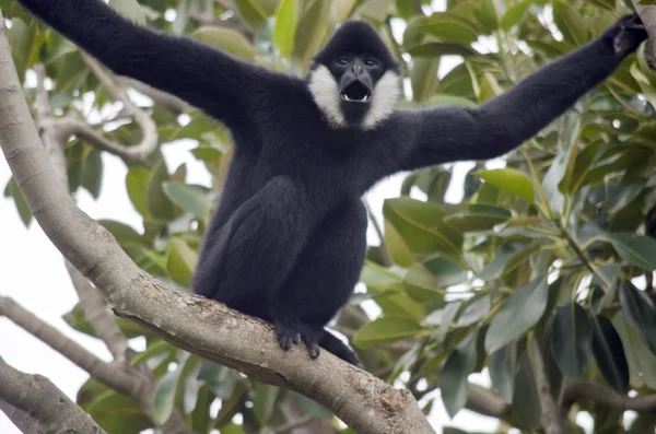 Gibbon de mejillas blancas —  Fotos de Stock