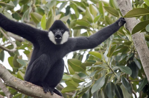 Gibbon à joues blanches — Photo