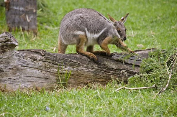 Sarı ayaklı rock wallaby — Stok fotoğraf