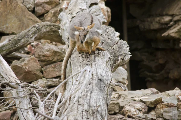 Wallaby de roca de patas amarillas — Foto de Stock