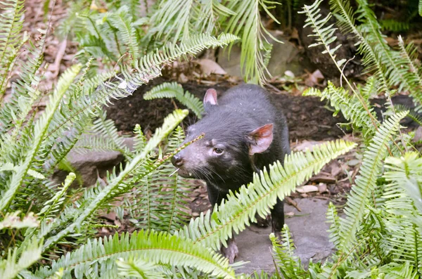 Tasmania diavolo nascondendo — Foto Stock