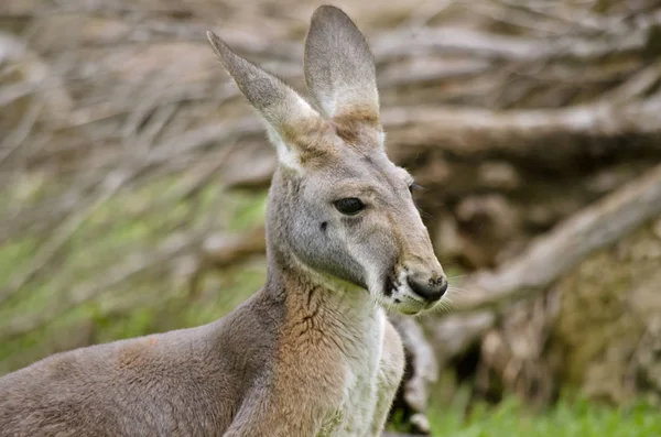 Kırmızı kanguru yakın çekim — Stok fotoğraf