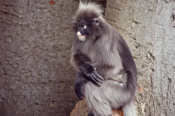 Macaco-de-folhas-escuras — Fotografia de Stock