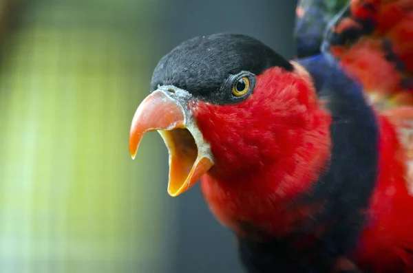 黒に覆われたトラックの鳥 — ストック写真