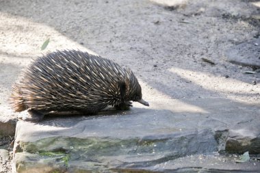 Dikenli karıncayiyengiller yürüyor