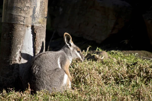 Sarı ayaklı rock wallaby — Stok fotoğraf