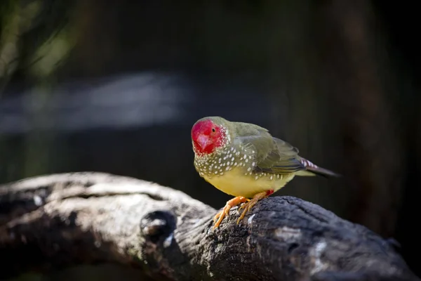 En stjärna finch — Stockfoto