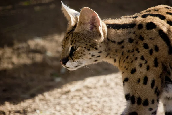 Serval close up — Stock Photo, Image