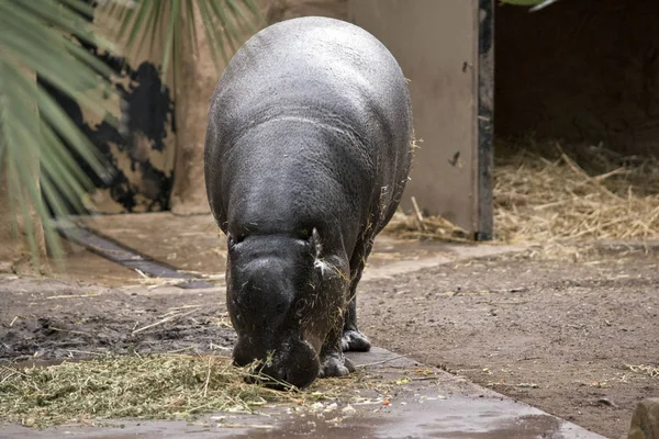 Un hipopótamo pigmeo — Foto de Stock