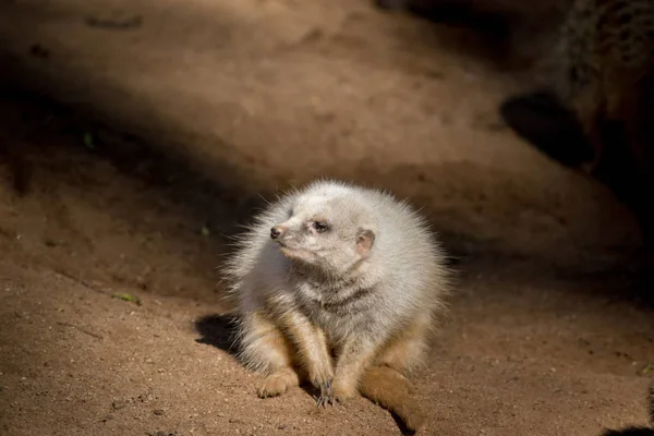 흰둥이 meerkat 휴식 — 스톡 사진