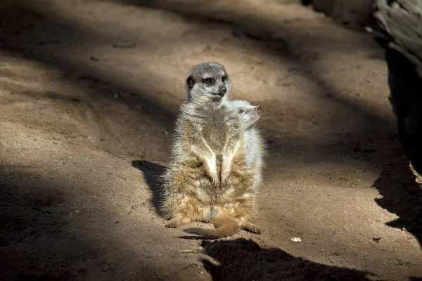 경비 2 meerkats — 스톡 사진