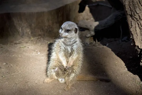 Meerkat pada Pengawal — Stok Foto