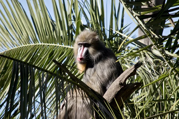 Mandrill i träd — Stockfoto