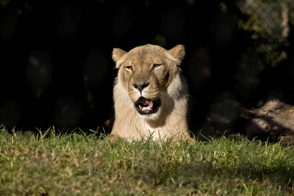 Jeden lwica ziewanie — Zdjęcie stockowe