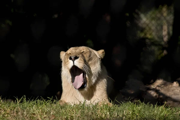 One lioness yawning — Stock Photo, Image