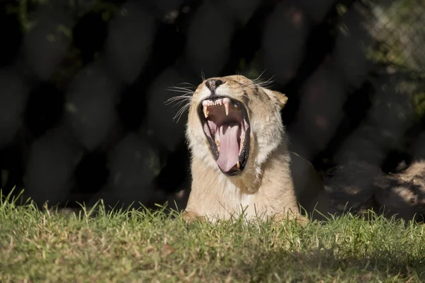 En lejoninna gäspningar — Stockfoto
