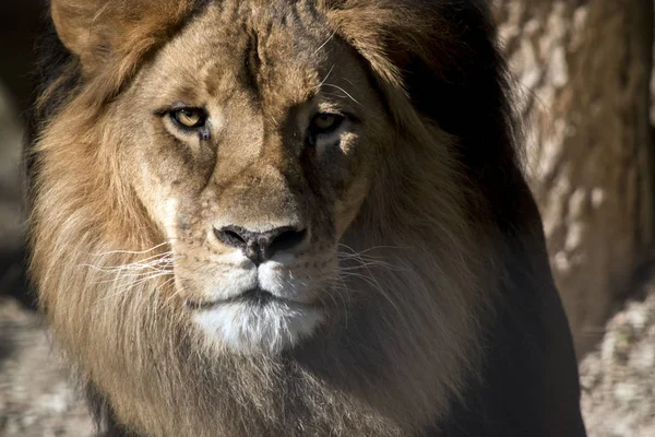 King of the jungle — Stock Photo, Image