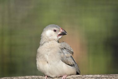 Genç java finch