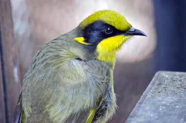 Sarı sorguçlu honeyeater