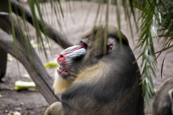 Mandrill fermer — Photo