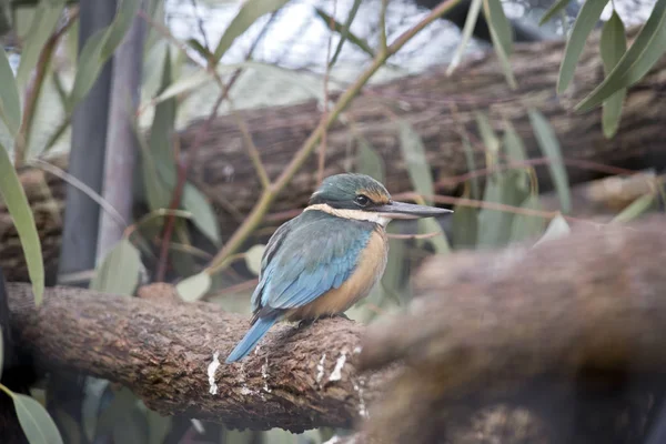 One king fisher — Stock Photo, Image