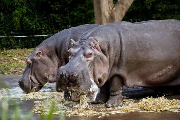 Deux hippopotames manger — Photo