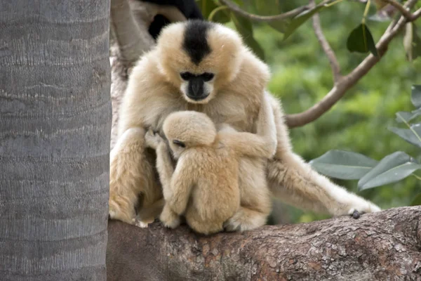 Mor och unga vit inför gibbon — Stockfoto