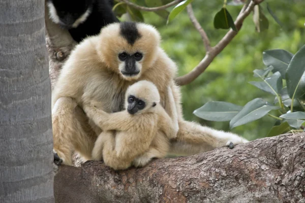Madre y joven cara blanca gibbon —  Fotos de Stock