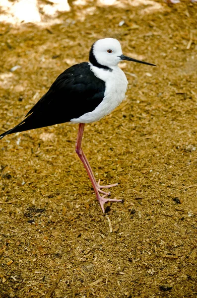 Czarny skrzydlaty stilt — Zdjęcie stockowe