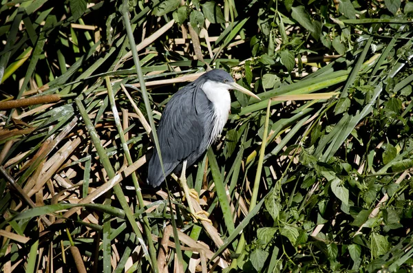 Jedna černobílá heron — Stock fotografie