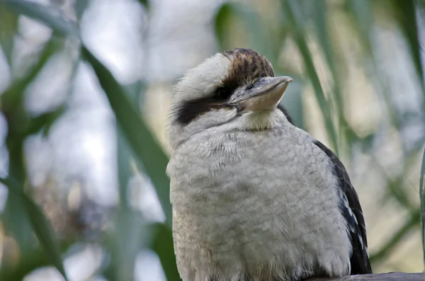 Um kookaburra risonha — Fotografia de Stock