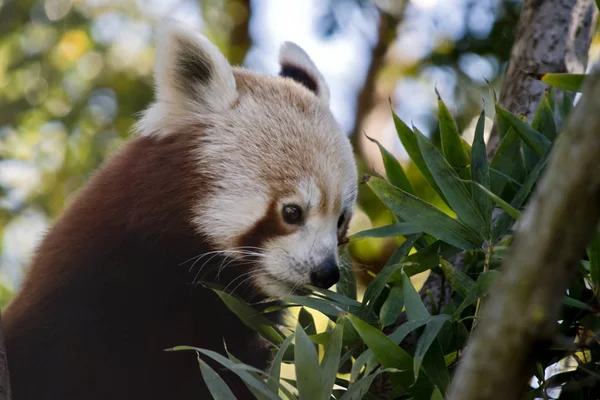 Red panda w drzewo — Zdjęcie stockowe