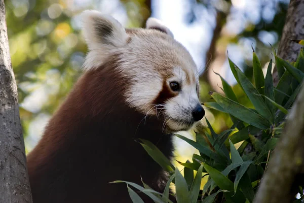 Panda červená ve stromu — Stock fotografie