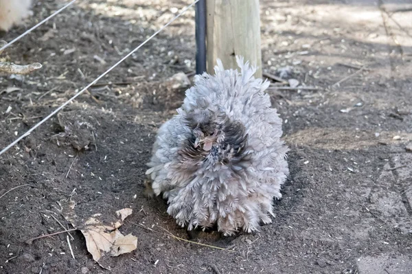 Frizzle tavuk — Stok fotoğraf