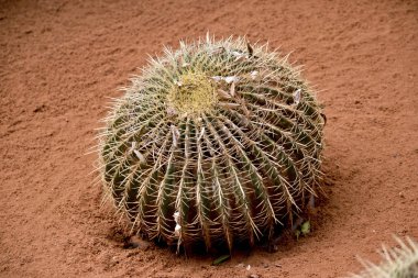 bir yuvarlak kaktüs