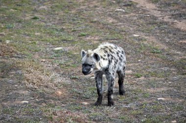 sırtlan yakın çekim