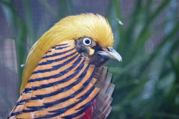 Um faisão dourado — Fotografia de Stock