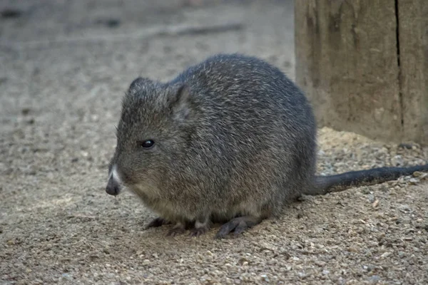 Dlouhý předek potoroo — Stock fotografie