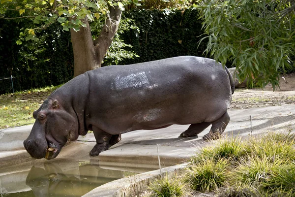 Hippopotame vue de côté — Photo
