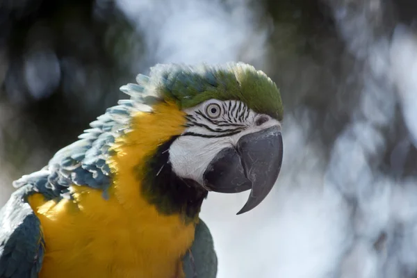 Arara azul e dourada — Fotografia de Stock