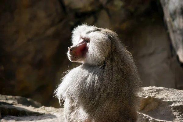 One old baboon — Stock Photo, Image